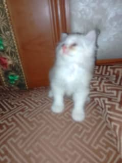 kitten for sale