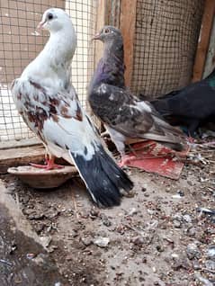 pigeon