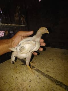 shamo aseel