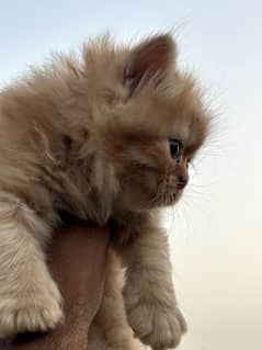 Topclass Persian Kittens for sale. . 14k Each kitten