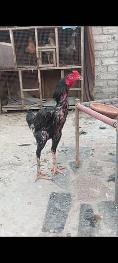 Thai aseel
