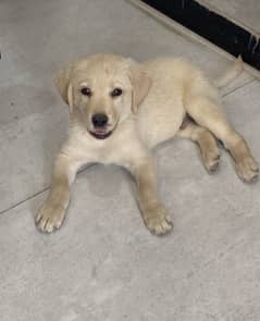 Labrador puppy