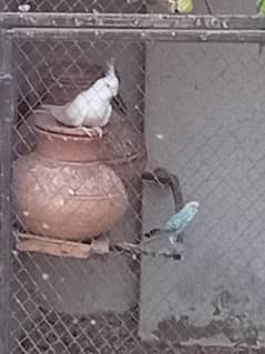 cockatiel , bajari  parrot available