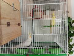 creamy cocktail breeder pair love birds pair with cage