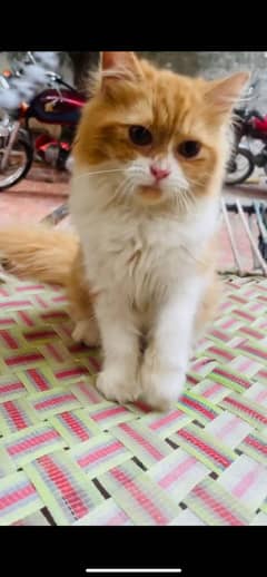 PUNCH FACE CATS AVAILABLE FOR SALE