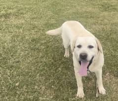 Labrador
