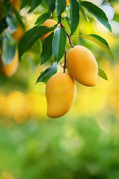 Multani Mangoes