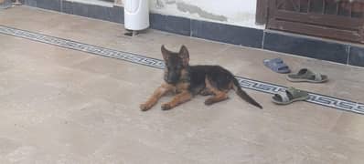 Male puppy non pedigree