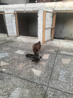 desi murgi chicks Aseel han