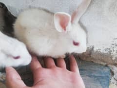 pure