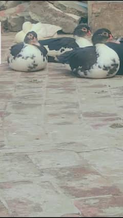 Muscovy