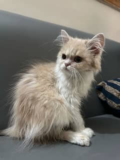 Persian