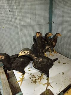 Aseel Chiks