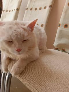 Billu