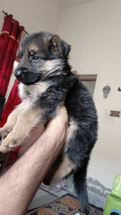 German