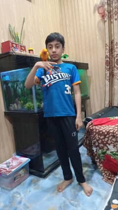 tame and talking suncnure parrot for sale 15 month age 25000 only