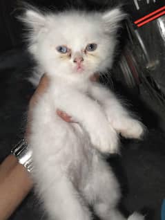 pure Persian kittens odd eyes male blue eyes female
