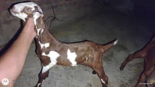pure nagra nasal k bachay