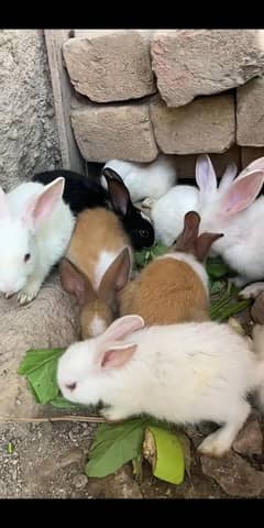 Newzealand breed rabbits