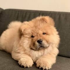 chow