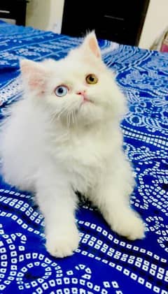 persian