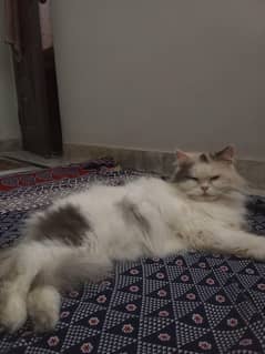 punch face female cat