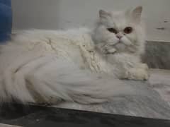 punch face female cat