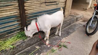 gulabi teddy breeder for sale