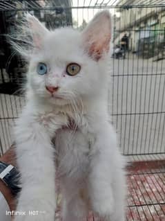 Persian Cat Double coat odd eyes (BLUE / GOLD)