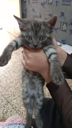 Grey cat friendly