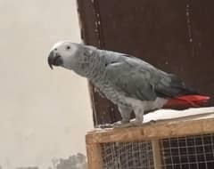 *African grey  Talking and Dancing  Redy For Breed