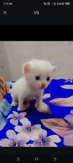 Persian cat