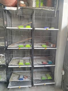 cage/Pinjra/love