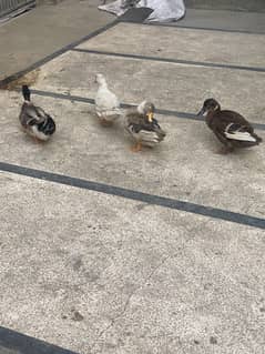Ducks and doves for sale