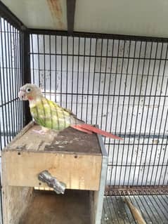 pineapple conure . . . . . colorful wings