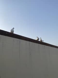 lucky pigeons for sale