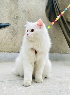 Persian Cat Long Coat pair