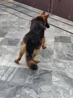 GSD