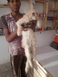 Persian