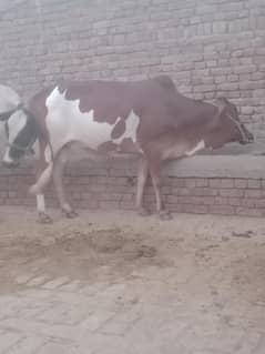 Daci cow