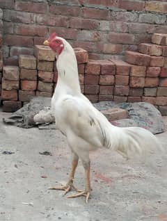 Aseel Murga