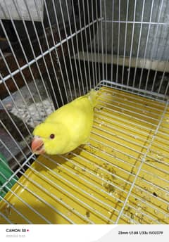 Yellow Ringneck Self Chick