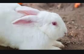 rabbit