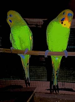 pair of budgies parrot