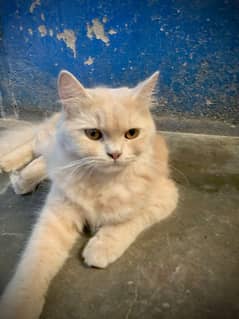 persian cat