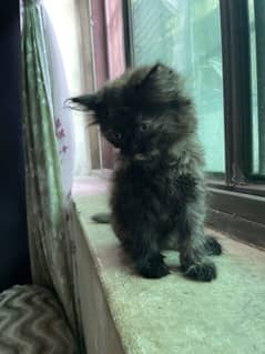 Persian smoke color