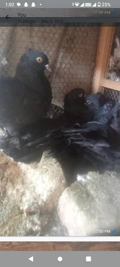 pigeons for sale