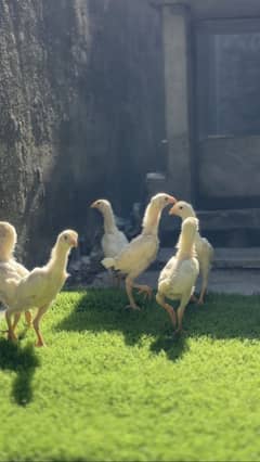 40 days old shamo chicks