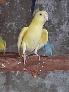 budgies parrot