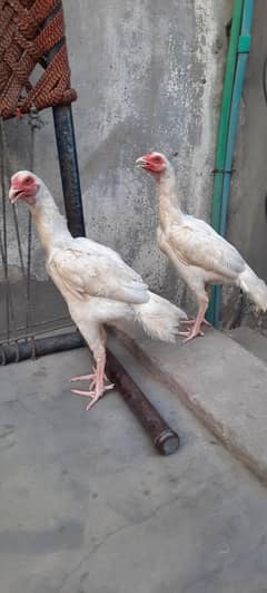 Pure heera aseel pair